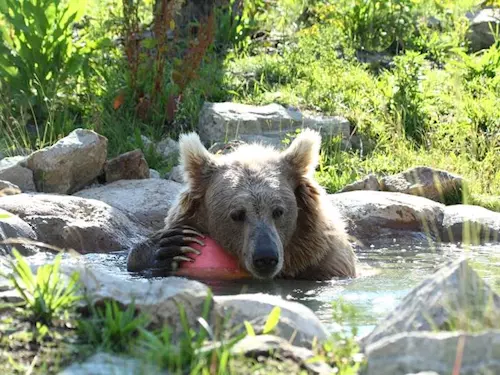 Zoo Ohrada chová jedinou chovnou skupinu medvědů plavých ve střední a západní Evropě