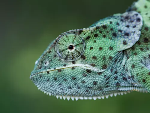 Chameleon límcový