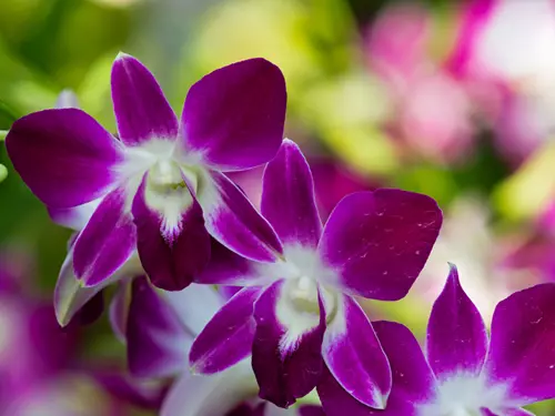 Botanická zahrada v Troji zahajuje výstavu orchidejí on-line