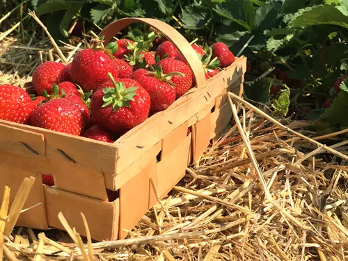 Červené a sladké jahody: kam se vypravit na samosběr?