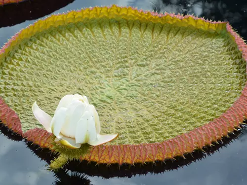 V liberecké botanické zahradě kvete největší leknín světa, viktorie královská