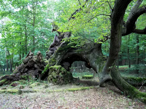 Torzo Žeberské lípy – nejstaršího stromu centrálního Krušnohoří