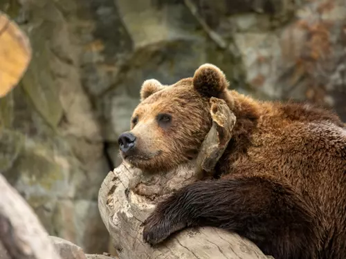 Zoo Děčín se rozloučí s prázdninami oslavou 75. narozenin a medvědím rekordem