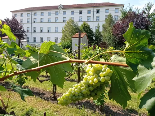 Vinobraní v Klášteře 2025 – 12. ročník