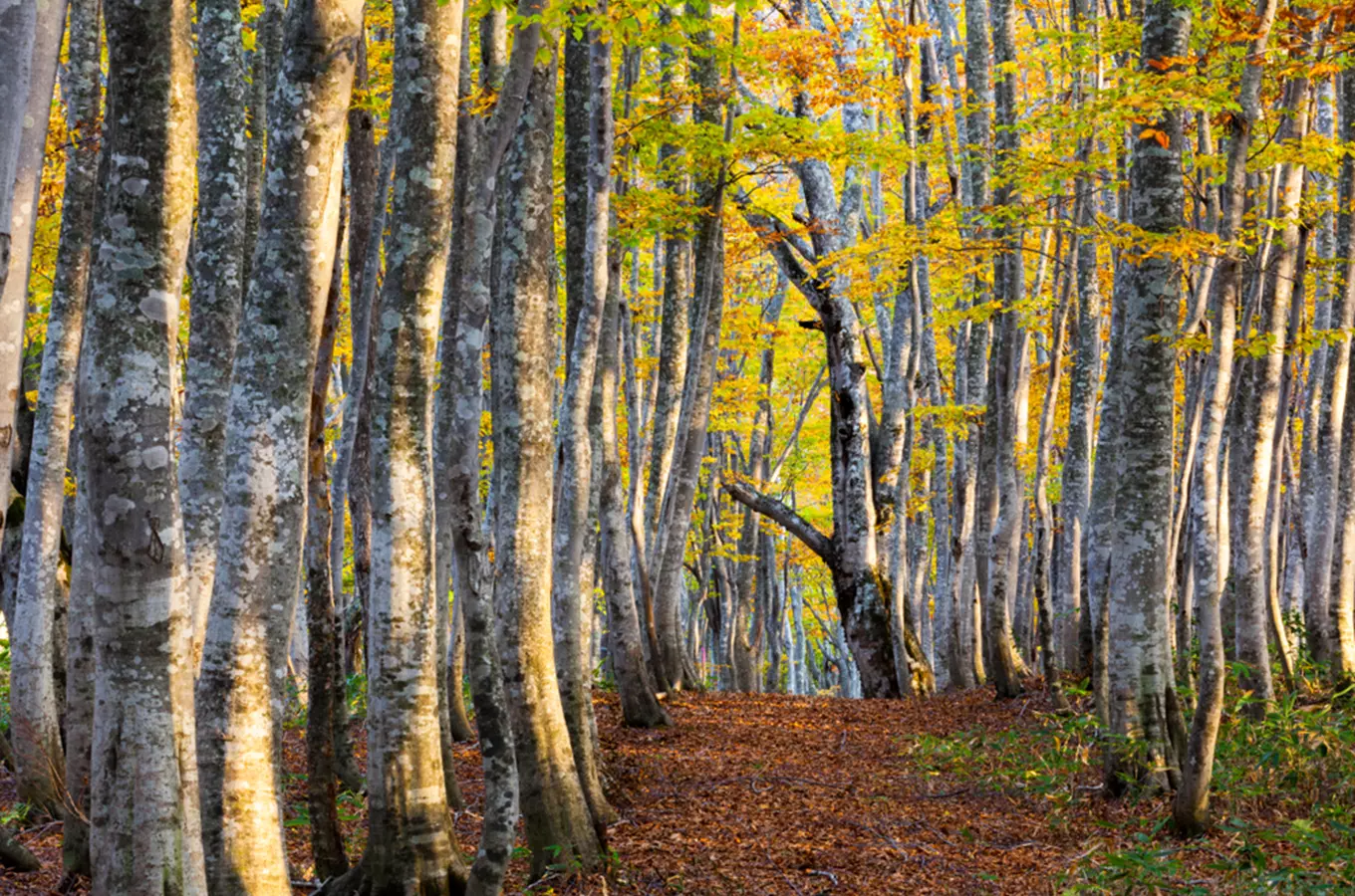 10 tipů na podzimní výlet do starobylých pralesů