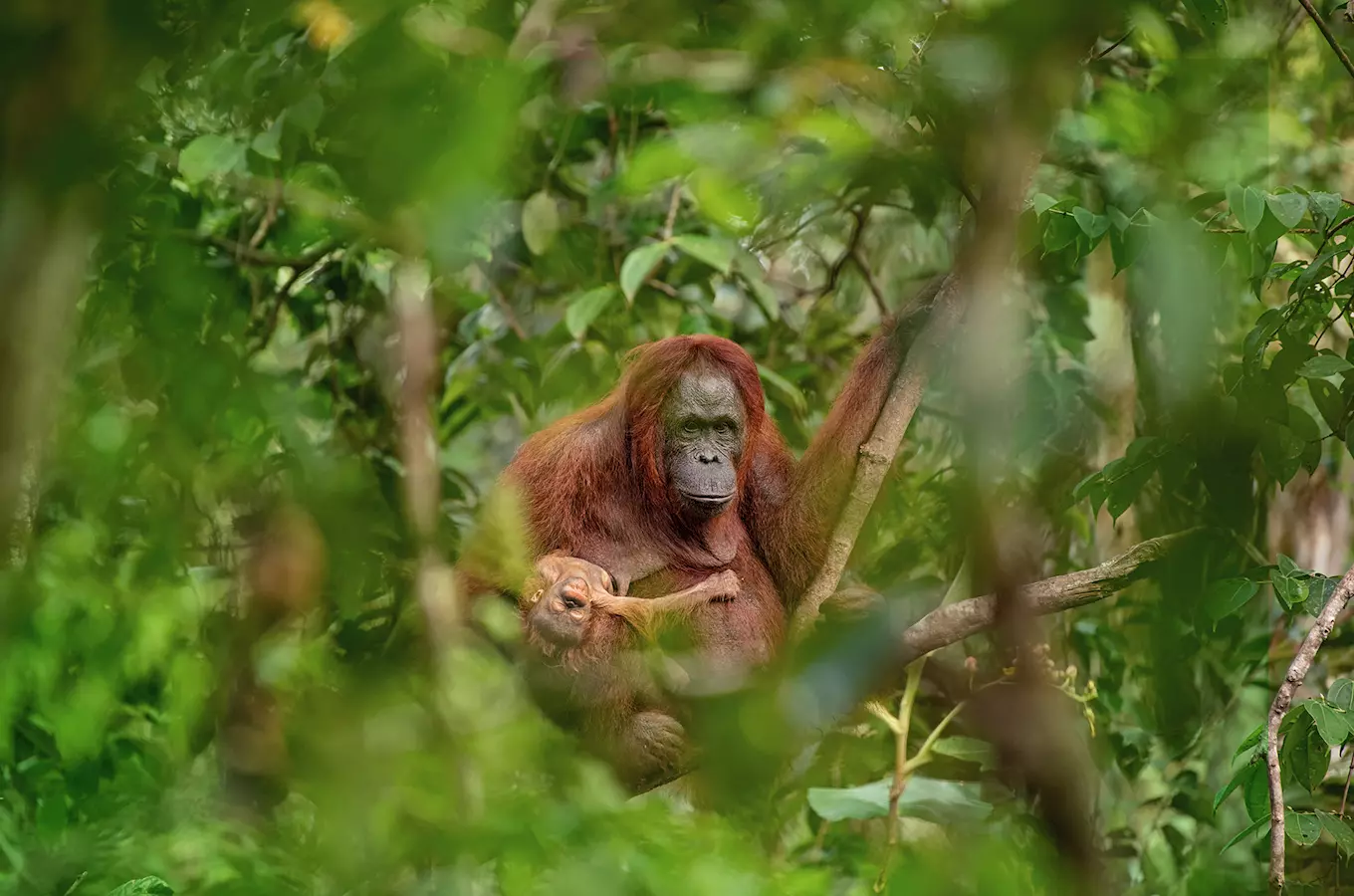 Fotografií roku Czech Press Photo je snímek orangutaní matky s umírajícím potomkem