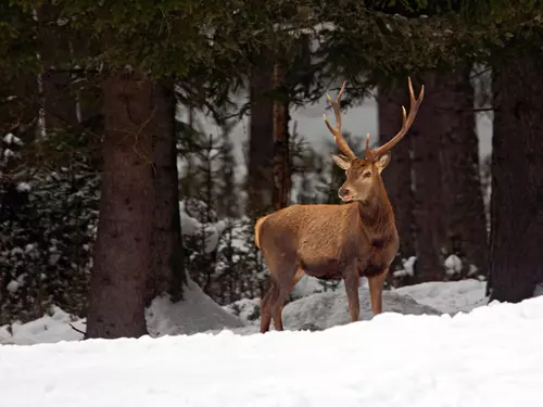 Zimní pozorování jelenů na Kvildě