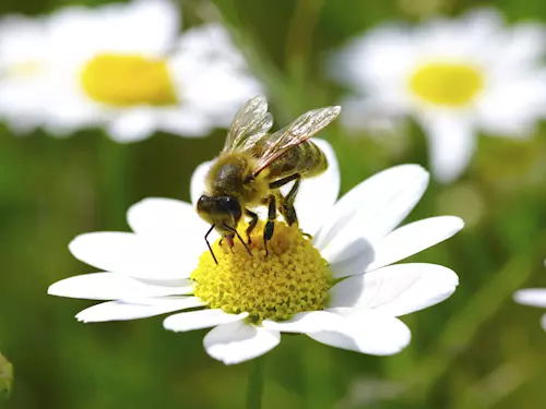 Raritní Památník včelích matek najdete u obce Kukle na Svitavsku