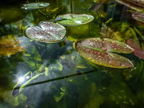 Botanická zahrada Třeboň