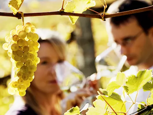 Ledové víno ovládne opět Lednici – světový den ledového vína v Lednicko-valtickém areálu
