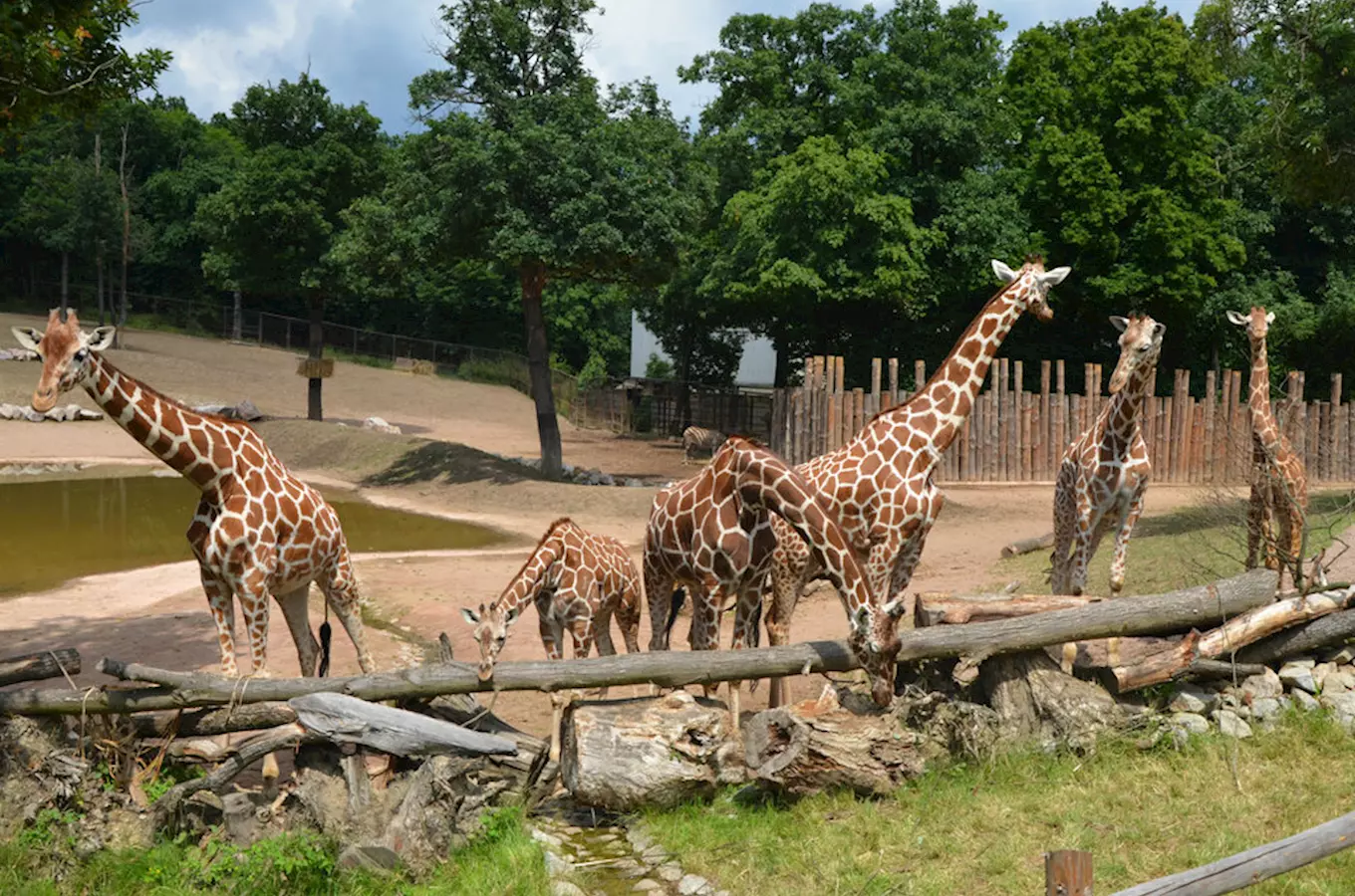 Safari výběh v Zoo Brno 