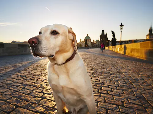 Procházky se psy v Praze, na hradech a zámcích a v zoo