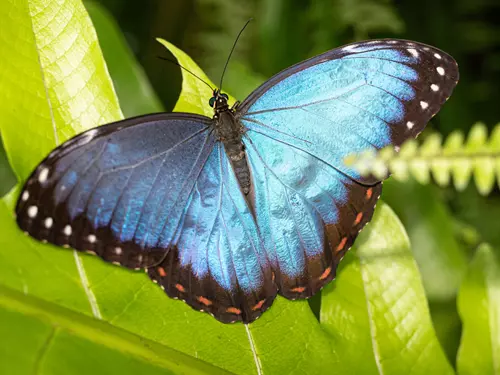 Poslední příležitost vidět létající drahokkamy: výstava motýlů ve skleníku Fata Morgana již končí
