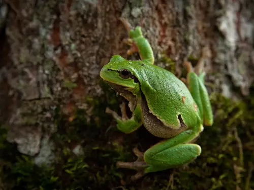Rosnička zelená - naše jediná stromová žába