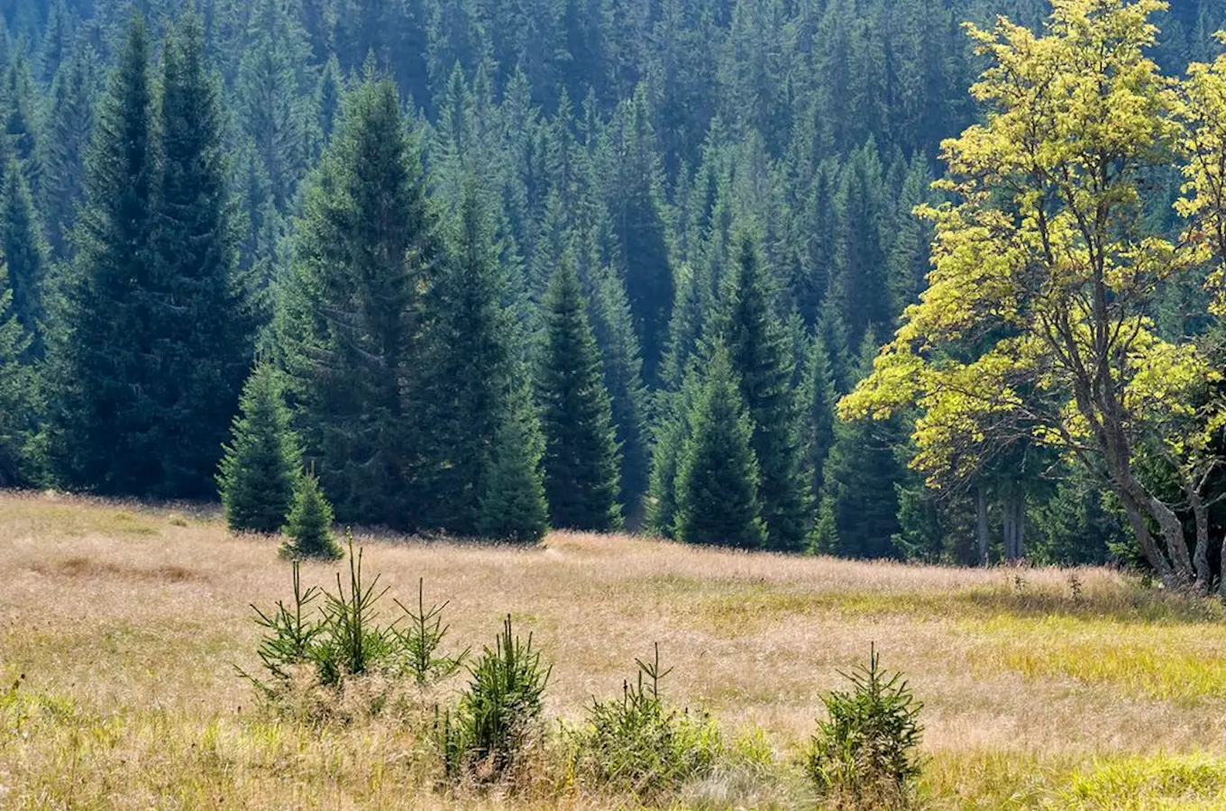 Naučná stezka Okolo Kostelního vrchu