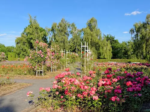 Rosarium – Růžový sad na Petříně
