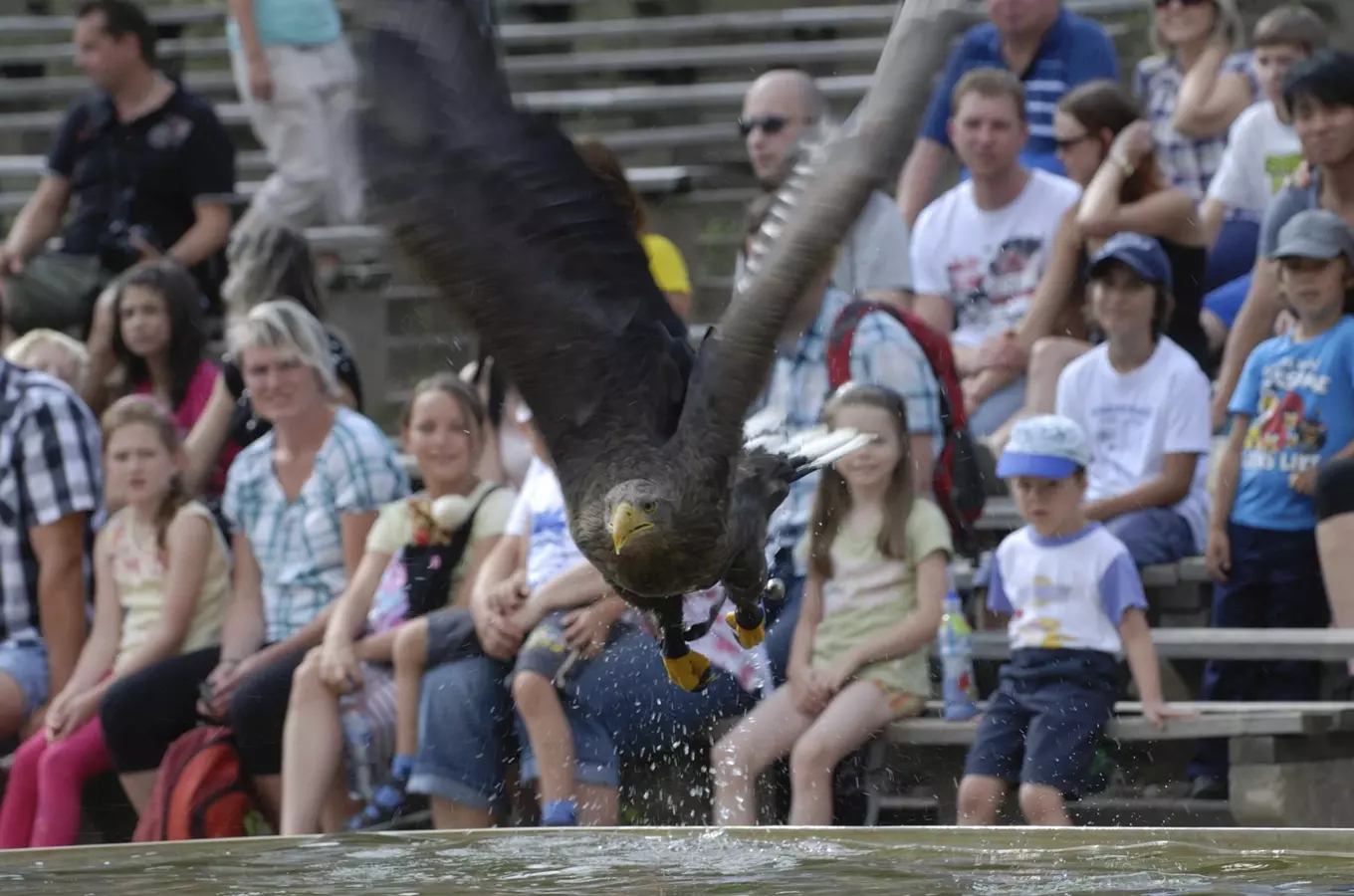 Sokolnické ukázky v Zoo Plzeň