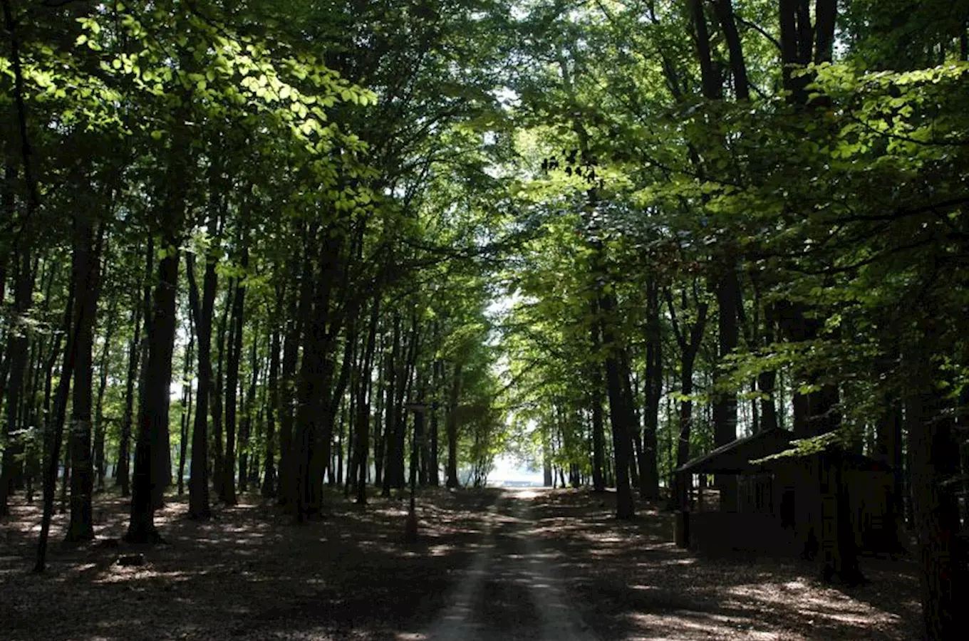 Svatojiřský les na Nymbursku 