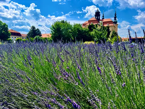 Pohled na Baziliku