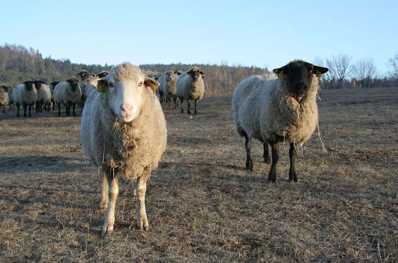 Biofarma Agrika –  chov ovcí Suffolk v Javořici