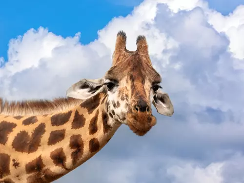 Jihlavská zoo přivítala tři nové samce žirafy núbijské