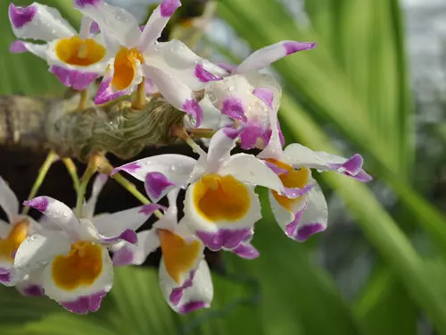 Orchideje, poklady vietnamské džungle v Botanické zahradě Praha