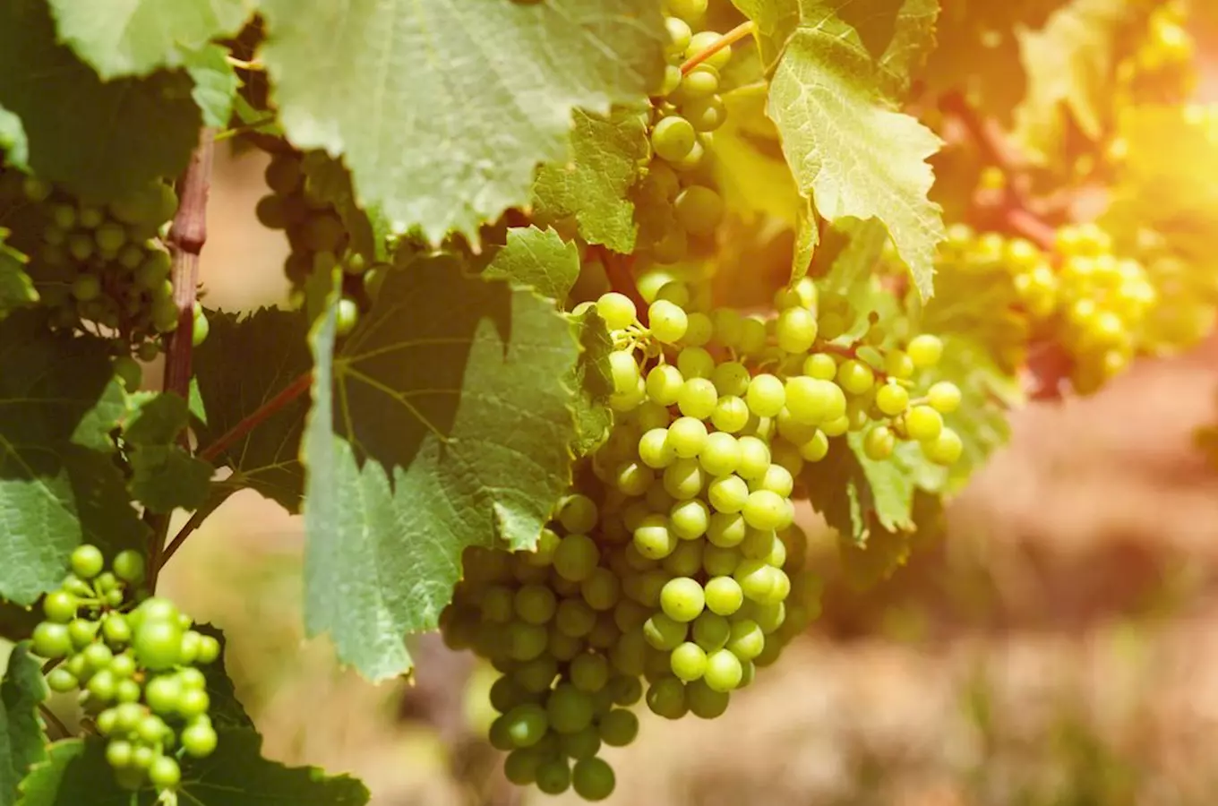 Vinice svaté Zdislavy v Dubnici – nejsevernější vinice v České republice