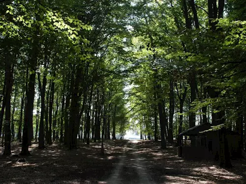 Svatojiřský les na Nymbursku 