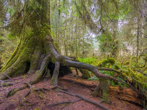 Boubínský prales – největší původní les ve střední Evropě