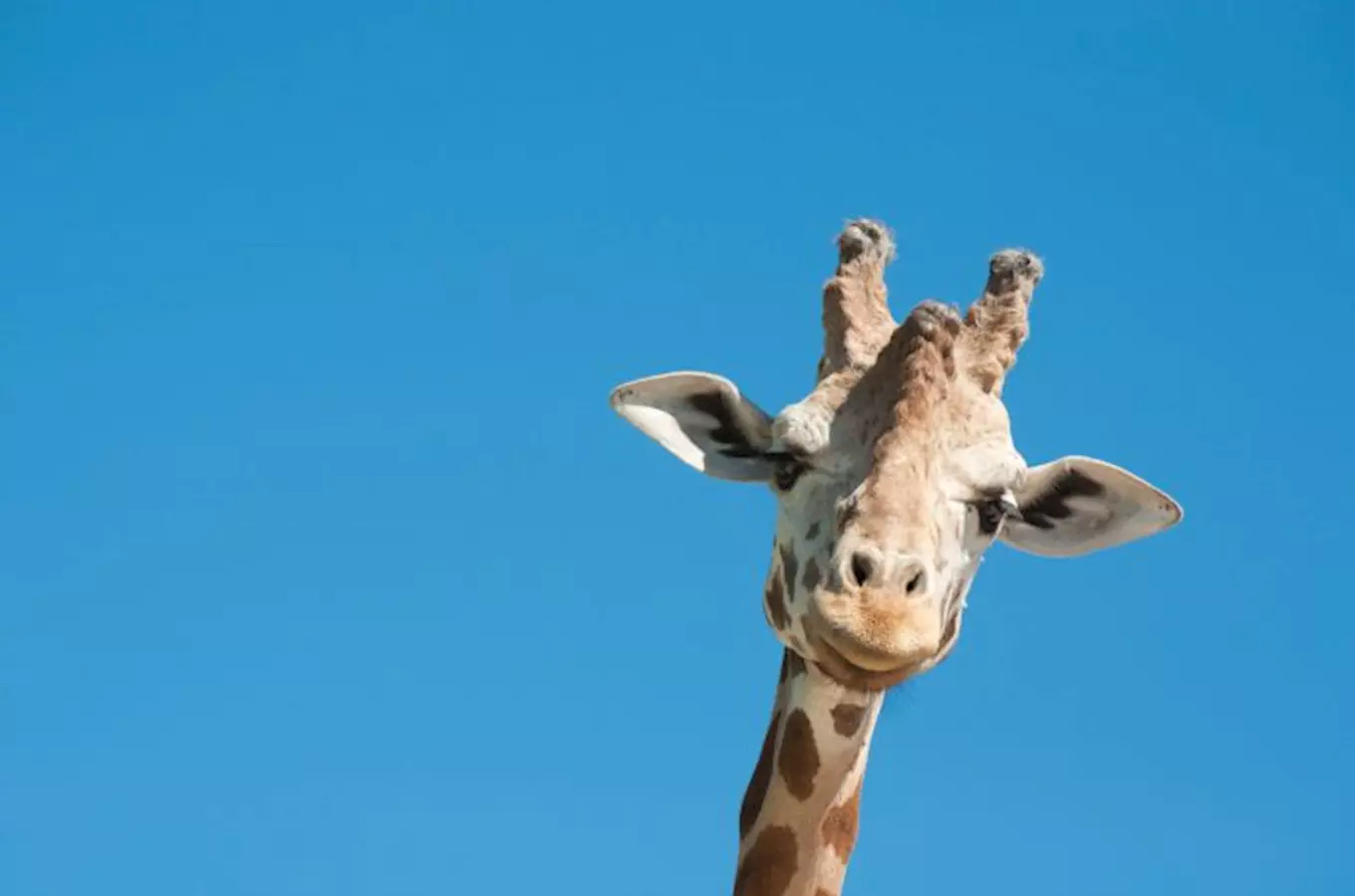 Jihlavská zoo zavádí chov žiraf a otevírá nový pavilon