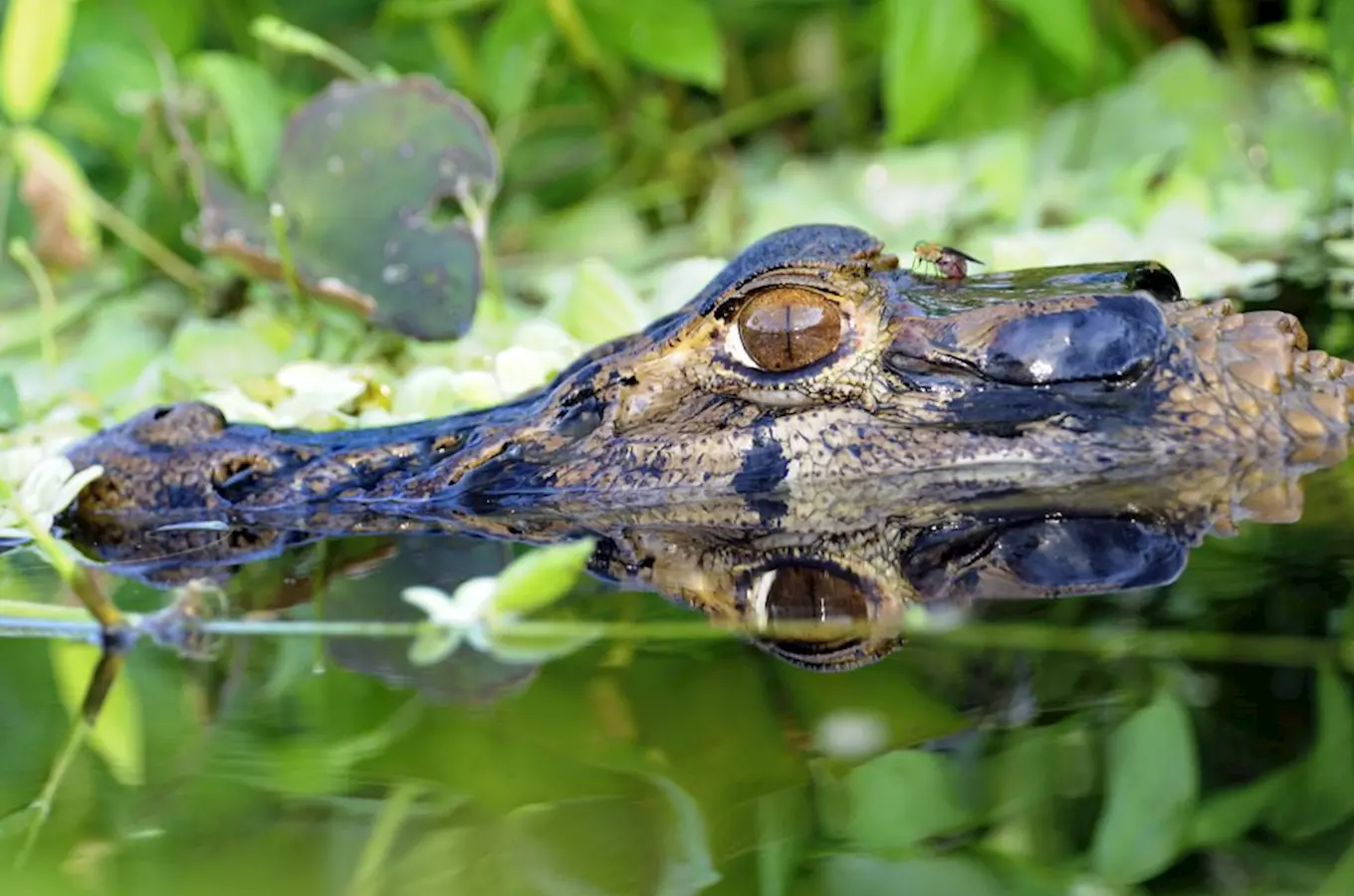 Plzeňská zoo otevřela nový pavilon Filipíny s tropickými motýly a krokodýly