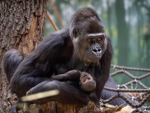 Je to samička! Pro gorilí mládě v Zoo Praha můžete vybrat jméno i vy