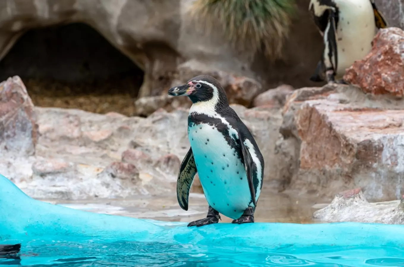 Unikátní expozice zoologických zahrad lákají k návštěvě i v zimě