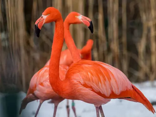 Zoo Ostrava připravila speciální vánoční akce