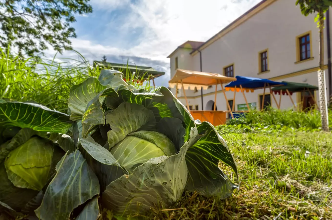 Zdroj foto: obec Turčany, slavnosti zelí 2017