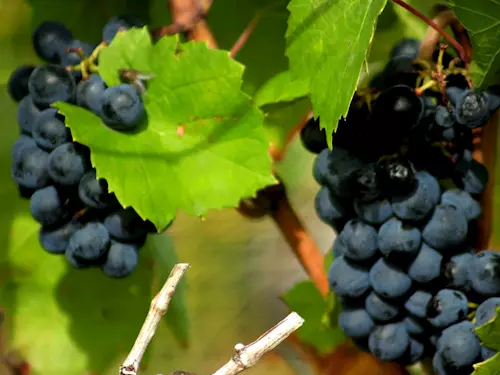 Pochod slováckými vinohrady 2023