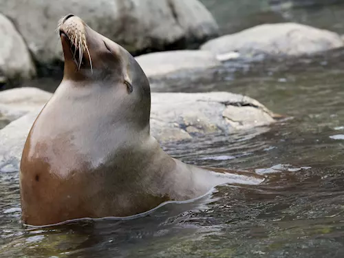 Tri tulene obecné v jihlavské zoo nyní nenajede na obvyklém míste