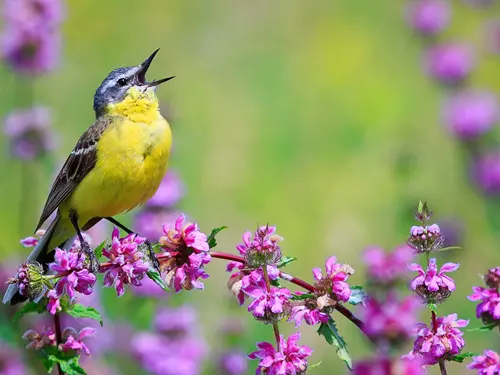 Oslavte Mezinárodní den ptačího zpěvu zajímavým výletem