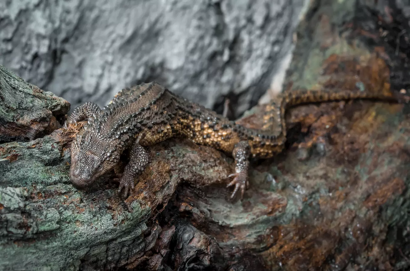 Svatý grál herpetologů uvidíte od zítřka v pražské zoo