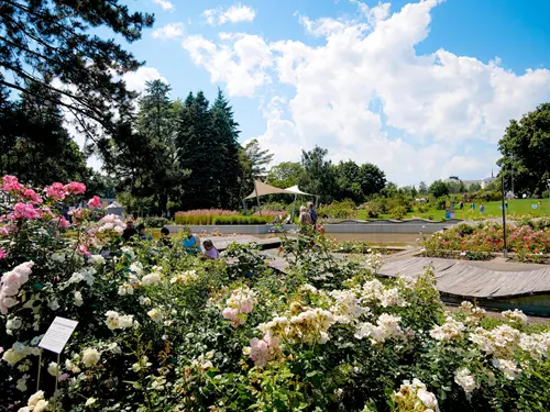 Olomoucké rozárium patří mezi světovou špičku! Získalo ocenění Award of Garden Excellence