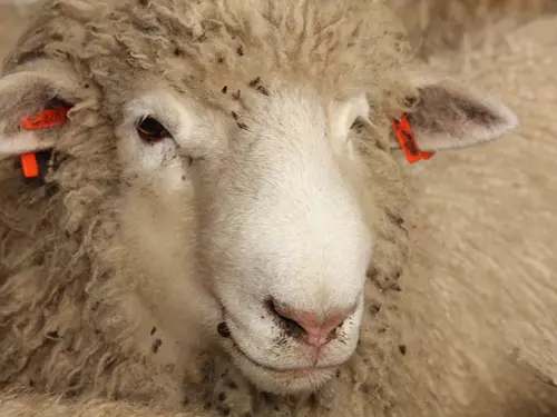 Selský den – Mistrovství České republiky ve stříhání ovcí 