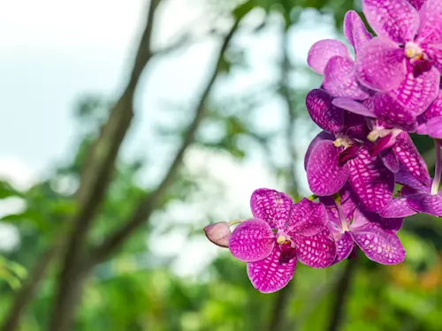 Orchideje a zimní květy v Botanické zahradě Liberec