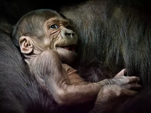 Zoo Praha dnes přivítala letošního miliontého návštěvníka