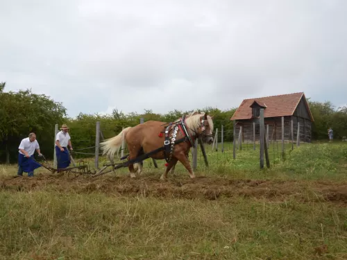 Pole, louky, sady, neumřeme hlady