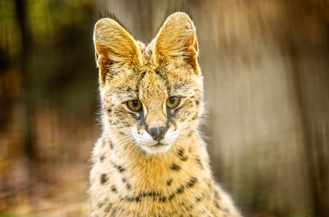 Zoo Ostrava se znovu otevírá – zve na komentované prohlídky i krmení