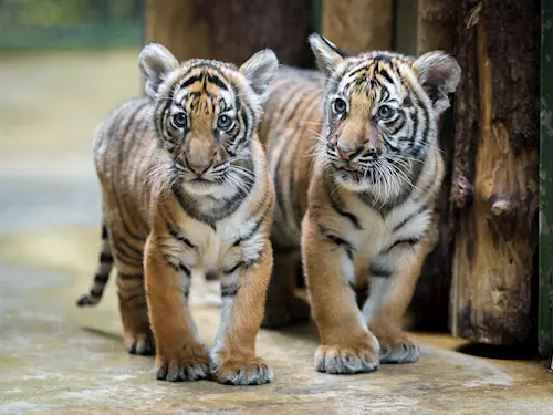 Z malajských tygřat v pražské zoo rostou nebojácné šelmy