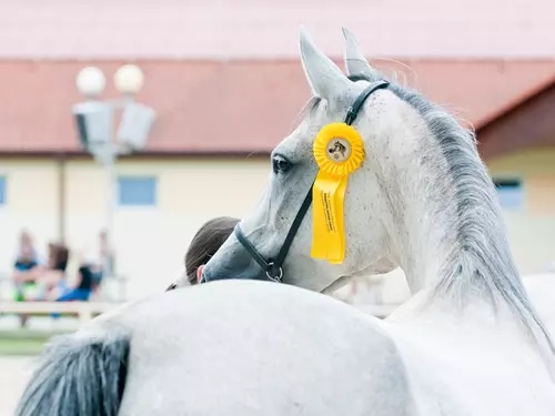 XXXIII.Národní přehlídka koní plemene Shagya arab s mezinárodní účastí