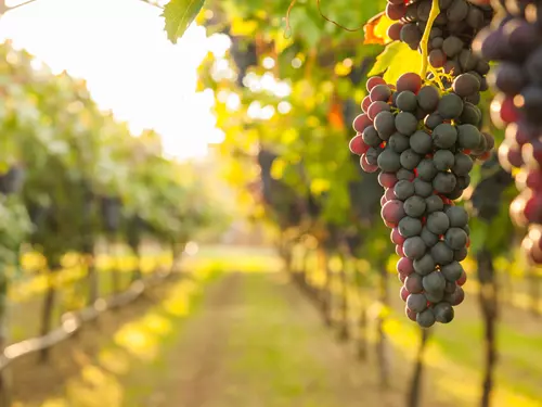 Dovolená na kole mezi vinicemi: letní opojení na vinařských stezkách