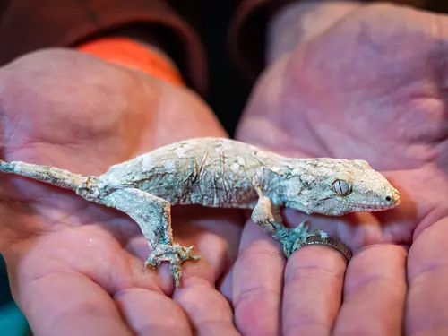 Živá Exotika – mezinárodní teraristická akce v ČR