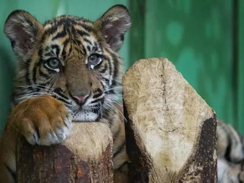 Největším lákadlem pražské zoo bude o Vánocích mládě tygra sumaterského